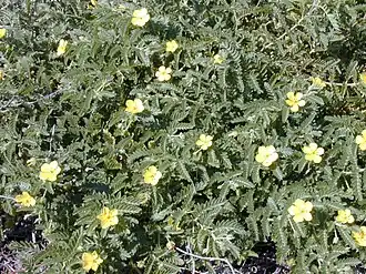 Tribulus cistoides