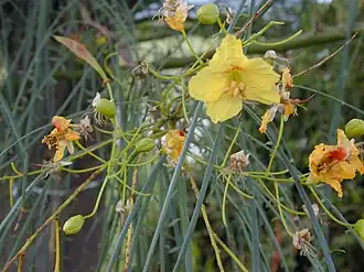 Parkinsonia aculeata