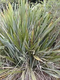 Phormium tenax.