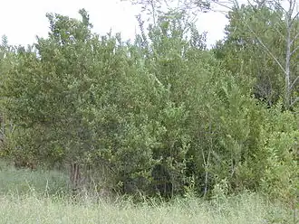 Citharexylum caudatum