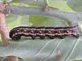 Larva de Agrius cingulata alimentando-se de folhas de N. glauca