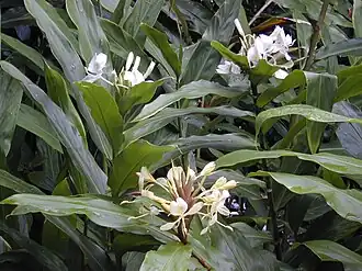 Hedychium flavescens