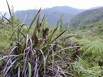 Machaerina angustifolia