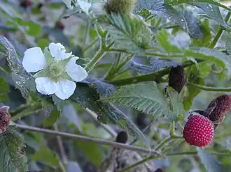Rubus rosifolius