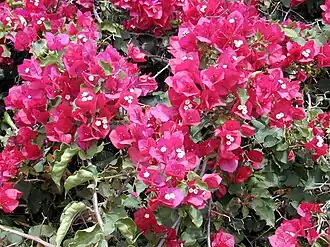 Bougainvillea spectabilis em Maui, no Havaí, nos Estados Unidos
