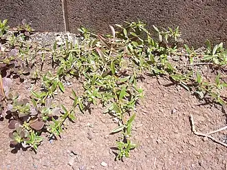 Oldenlandia corymbosa