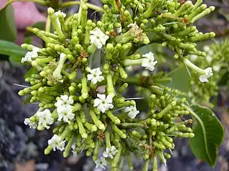 Rauvolfia sandwicensis