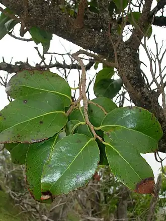 Xylosma hawaiiense
