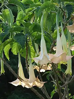 Brugmansia candida.