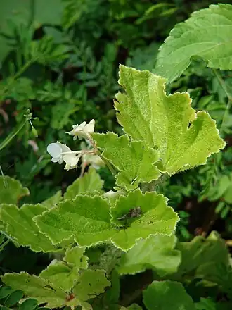 Begonia hirtella.