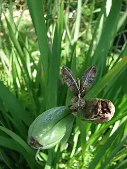 Cápsulas de uma Iridaceae com deiscência loculicida (o fruto abre pela aparede do ovários de cada carpelo, permitindo a saída das sememntes diretamente do lóculo).
