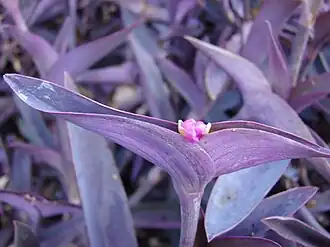 Trapoeraba-roxa cultivada em jardim