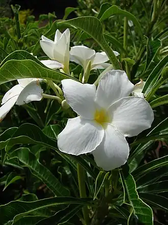 Plumeria pudica