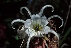 Hymenocallis sp.