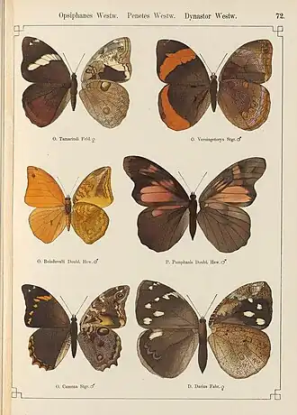 Fêmea de D. darius é a sexta e última borboleta, em ordem de leitura, nesta gravura do ano de 1888 (a asa esquerda é o inseto visto por cima e a asa direita é visto por baixo).[1]