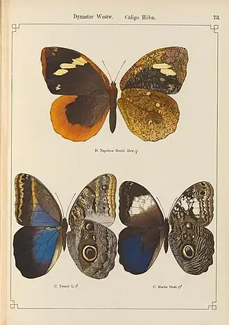 Dynastor napoleon é a borboleta de cima, nesta gravura (a asa esquerda é o inseto visto por cima e a asa direita é visto por baixo); ilustração retirada de Exotische schmetterlinge / von Dr. O. Staudinger und Dr. E. Schatz (1888).[18]