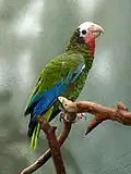 Papagaio-de-cuba (Amazona leucocephala)