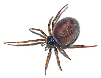 Fêmea de Steatoda bipunctata.