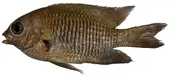 Exemplar adulto (Stegastes diencaeus)