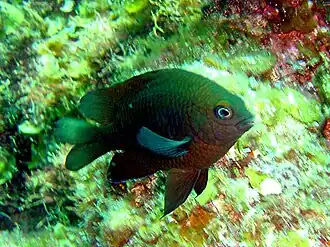 Stegastes fuscus Cuvier