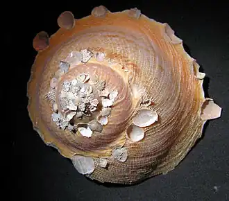 Concha de Stellaria chinensis (Philippi, 1841)[1] em vista superior; coletada nas Filipinas. Moluscos do gênero Onustus são parecidos[2], geralmente aderindo pequenas pedras às suas primeiras voltas e deixando as últimas sem objetos, com uma aba ao redor de sua base.[3][4]