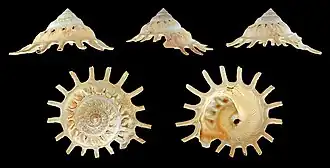 Cinco vistas da concha de Stellaria solaris (Linnaeus, 1764).[1]