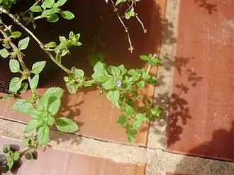 Stemodia verticillata