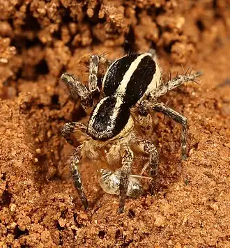 O relacionado Stenaelurillus termitophagus&nbsp;[en]