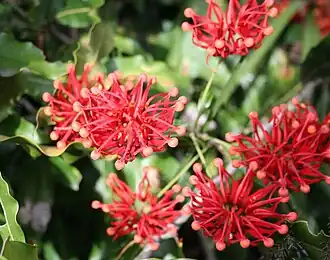 Stenocarpus sinuatus