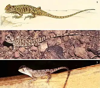 espécimes do gênero Stenocercus