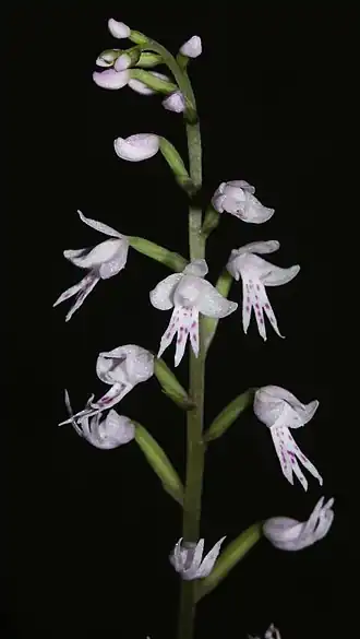 Stenoglotis fimbriata