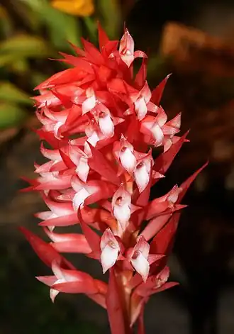 Stenorrhynchos speciosum
