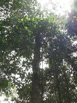 Sterigmapetalum tachirense