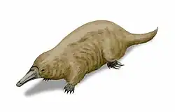 Steropodon Um mamífero