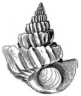 Sthenorytis pernobilis (P. Fischer & Bernardi, 1857), espécie do golfo do México e mar do Caribe.[26]