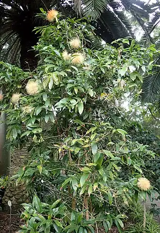 Stifftia chrysantha in Jardín de Aclimatación de la Orotava