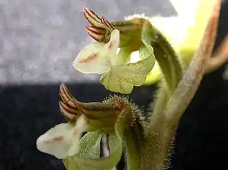 Stigmatosema polyaden