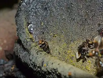 Homotrigona binghami