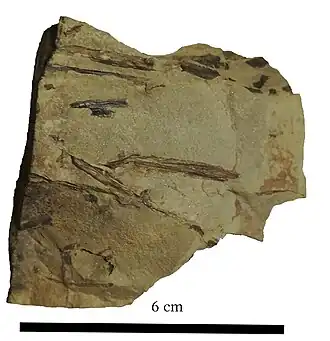 Fóssil de Stockmansella langii