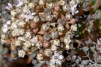 Stoeberia fructescens, Reserva Natural Goegap, Cabo Setentrional, África do Sul