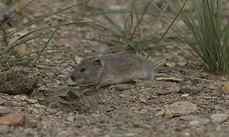 Espécime de Alticola stoliczkanus