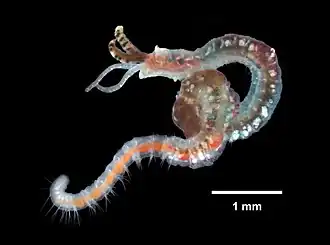 Streblospio benedicti preservado em formol 10% e álcool 70% (foto de Eric A. Lazo-Wasem).