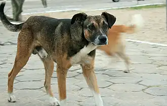 Cão selvagem em zona urbana