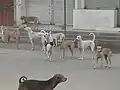 Uma matilha de cães de rua