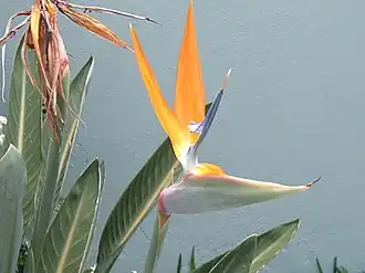 Strelitzia reginae