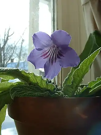 Streptocarpus sp.