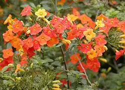 Streptosolen jamesonii.