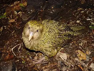 Pura, um cácapo da ilha Codfish