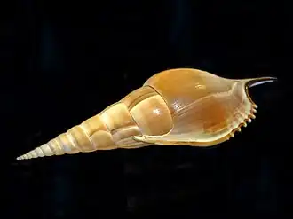 Vista lateral da concha de Tibia insulaechorab Röding, 1798[11] com o lábio externo de sua abertura voltado para o observador. Espécie do oceano Índico.[5][7]