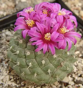 Strombocactus esperanzae